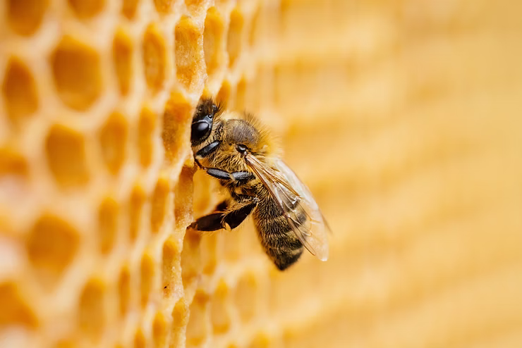 Sustainability and Sweetness: Thahab Honey’s Eco-Friendly Practices