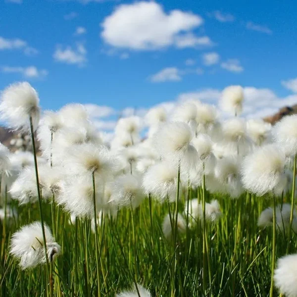 COTTON HONEY 3OOG - Image 3